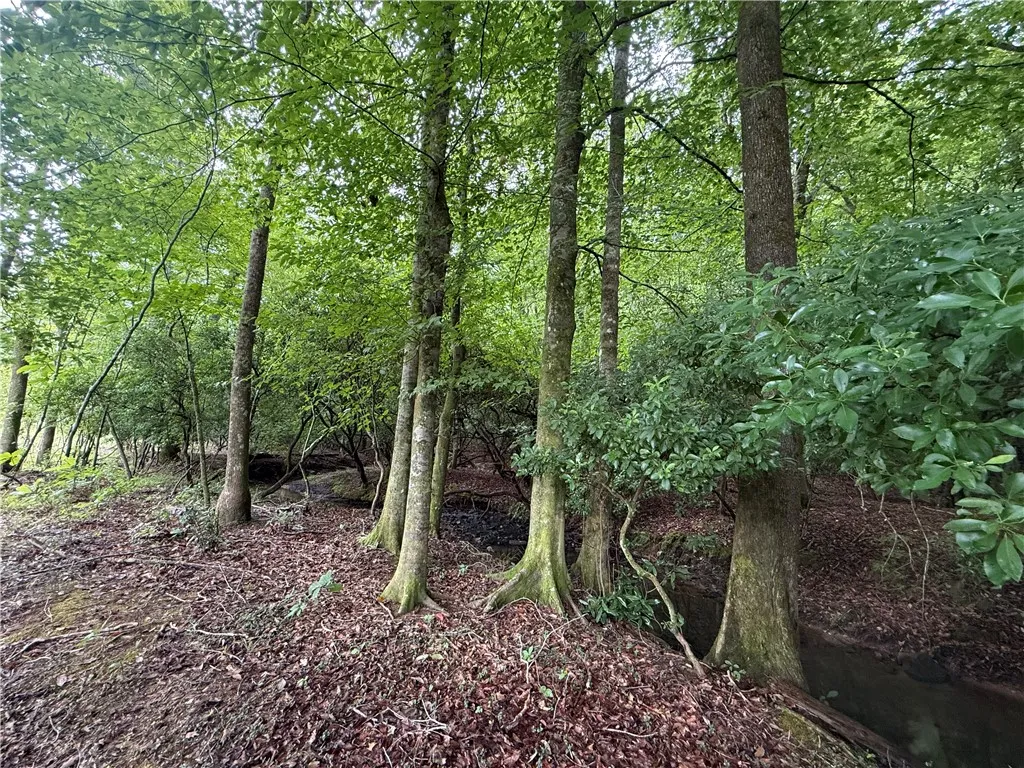 A tranquil, wooded landscape with a small stream winding through, offering natural serenity.