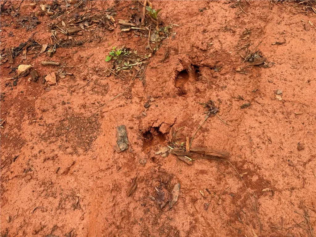 Evidence of wildlife, with clear paw prints etched into the damp, reddish earth.