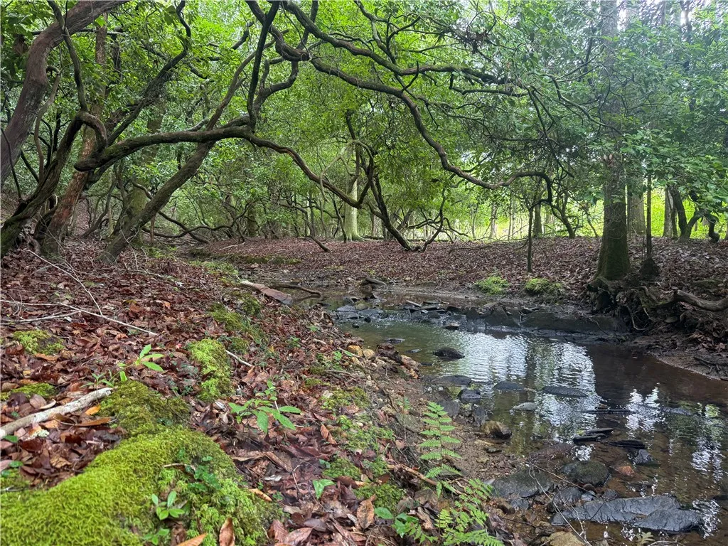 A tranquil stream meanders through a dense, verdant woodland, offering a peaceful natural escape.