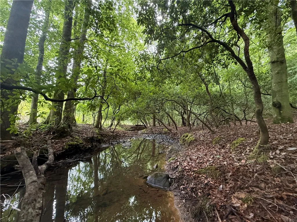 Discover a tranquil stream meandering through a verdant, wooded landscape.