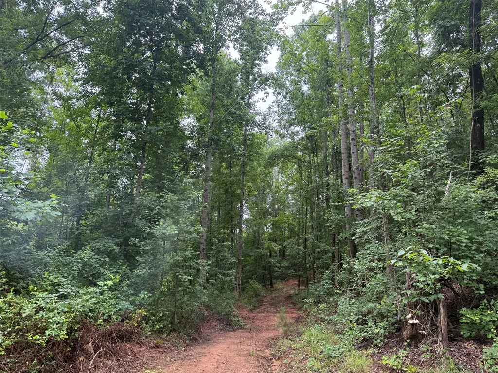 A secluded wooded lot with a cleared path, perfect for a private retreat.