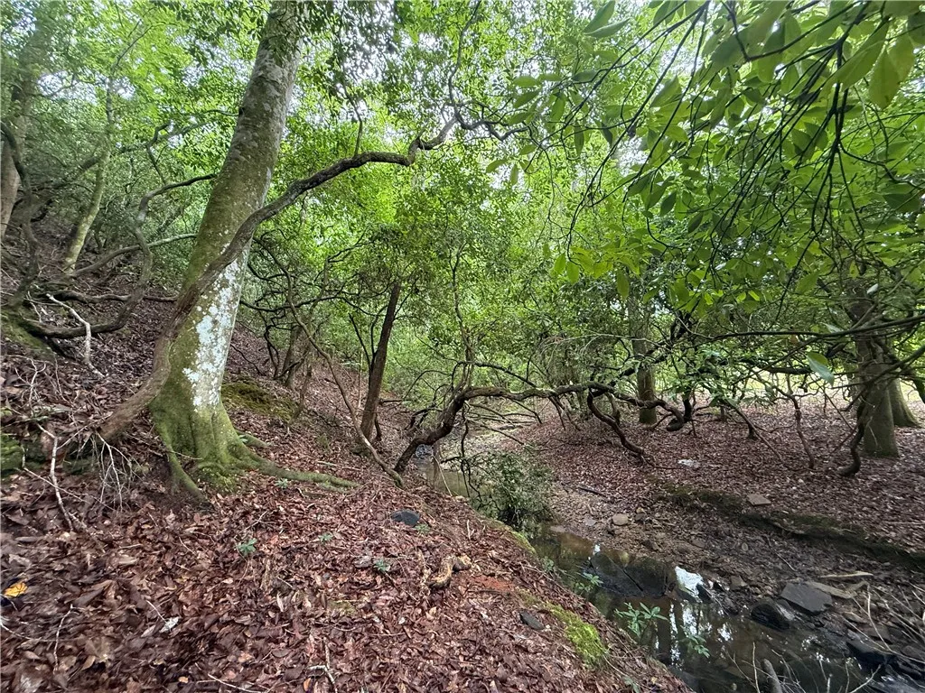 A tranquil, wooded landscape with a gentle stream meandering through the natural terrain.