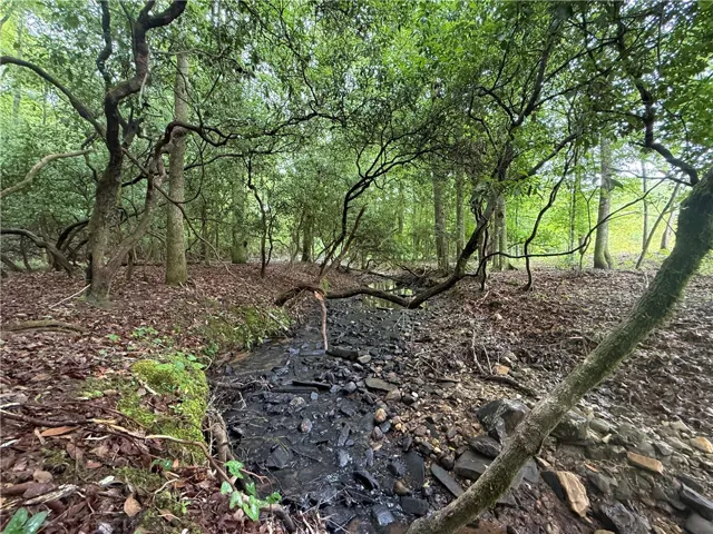 A tranquil, tree-lined stream meanders through this peaceful, forested parcel.