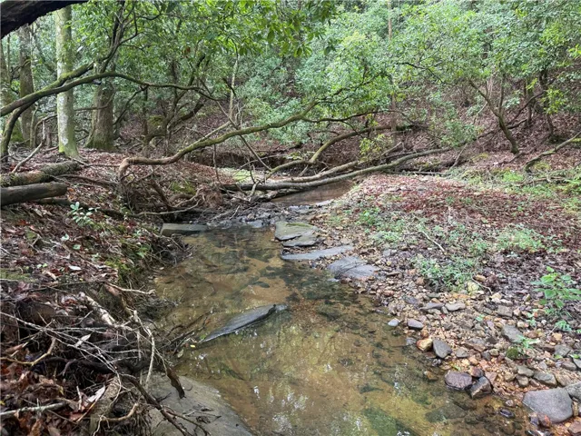Discover a tranquil stream winding through a natural, wooded setting.