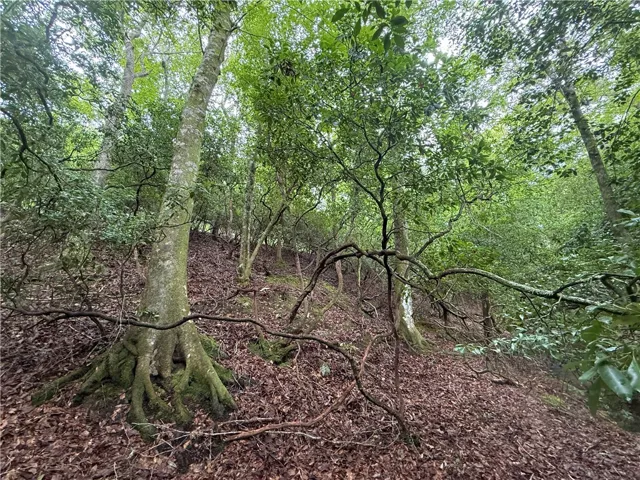 A verdant canopy shelters a wooded parcel, offering a private, natural setting.