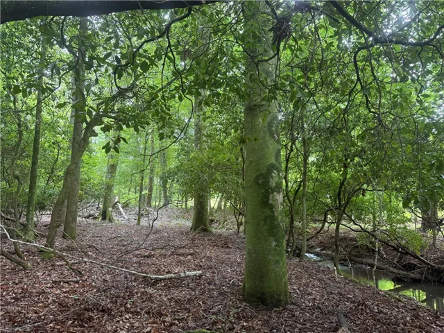 Discover a tranquil wooded retreat with a meandering stream.