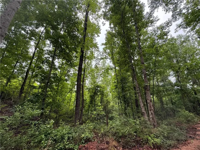 A tranquil, tree-filled landscape offers a private and verdant natural setting.