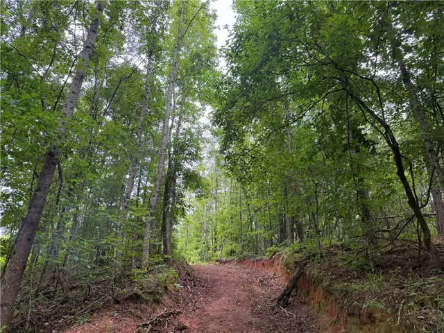 A tranquil, tree-lined path offers a serene natural escape.