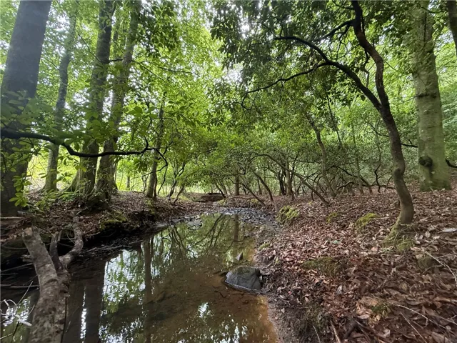 Discover a tranquil stream meandering through a verdant, wooded landscape.