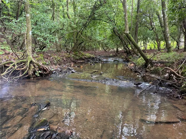 A tranquil stream meanders through a lush, verdant woodland, offering a peaceful natural escape.