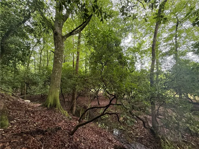 A tranquil, tree-lined landscape offers a private and serene natural setting.