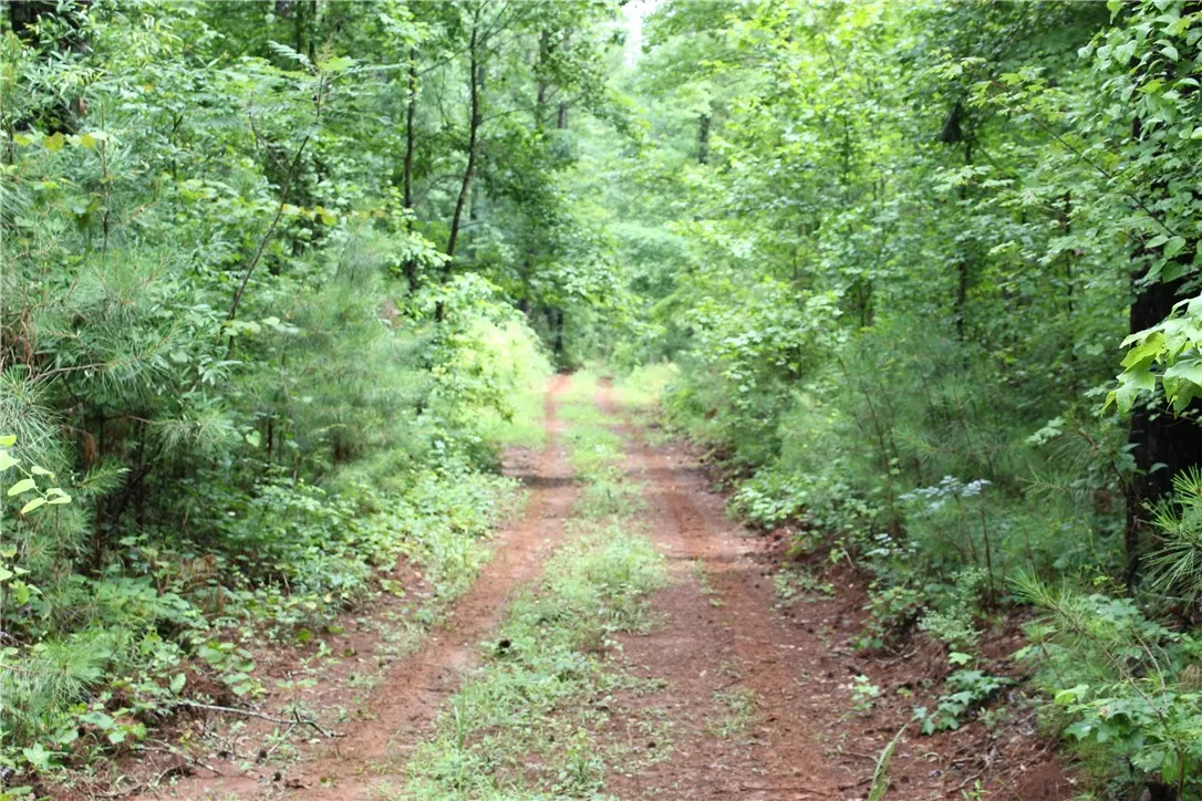 A rustic dirt path meanders through a lush, verdant forest, offering serene views.
