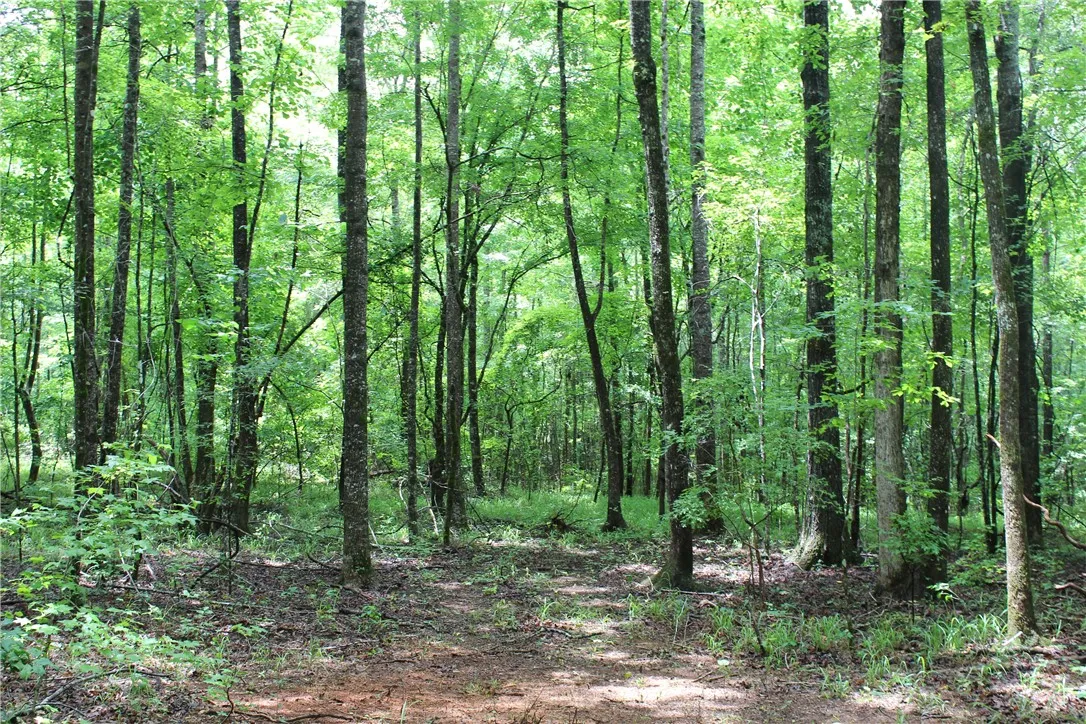 A tranquil, tree-lined property offers a serene woodland setting, perfect for a peaceful retreat.