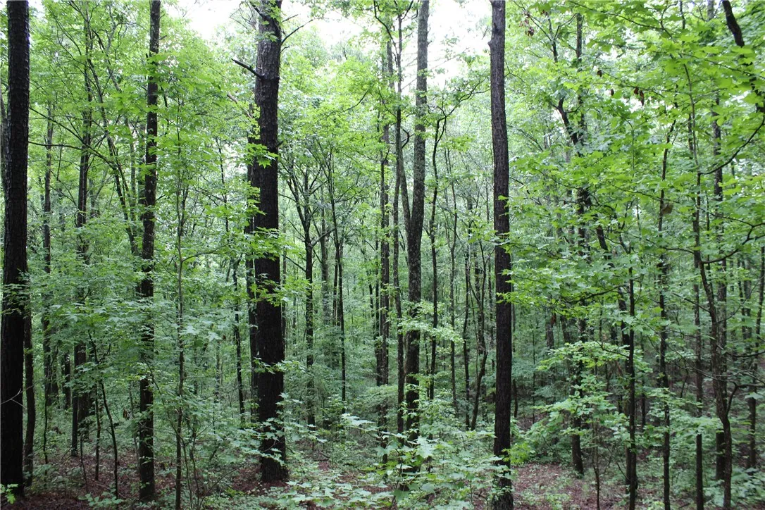 Secluded wooded lot offers serene natural beauty, ideal for a private estate.