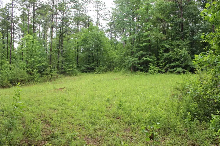 A verdant clearing awaits, surrounded by a natural woodland border.