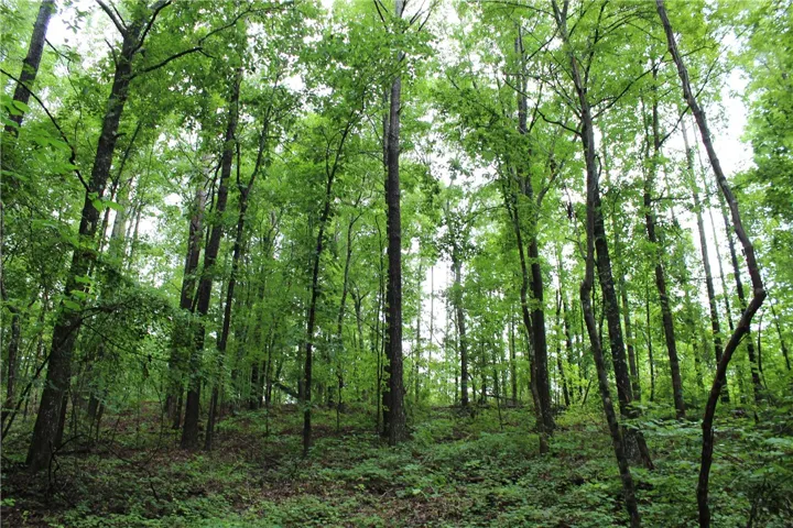A tranquil, tree-filled landscape offers a private and serene natural setting.
