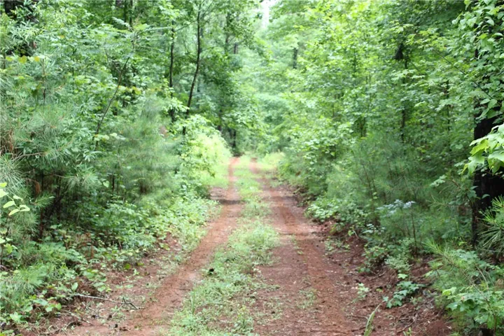 A rustic dirt path meanders through a lush, verdant forest, offering serene views.