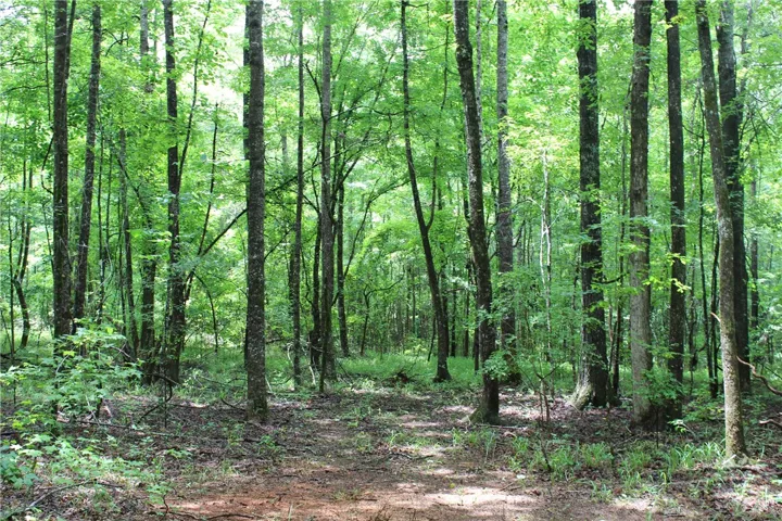A tranquil, tree-lined property offers a serene woodland setting, perfect for a peaceful retreat.