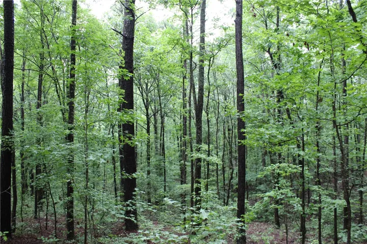 Secluded wooded lot offers serene natural beauty, ideal for a private estate.