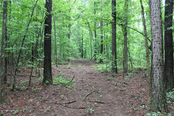 A tranquil path winds through a mature, verdant forest, inviting exploration.