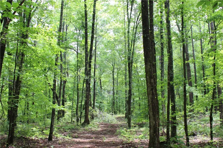 A tranquil wooded lot offers a private, natural setting with mature trees and dappled sunlight.