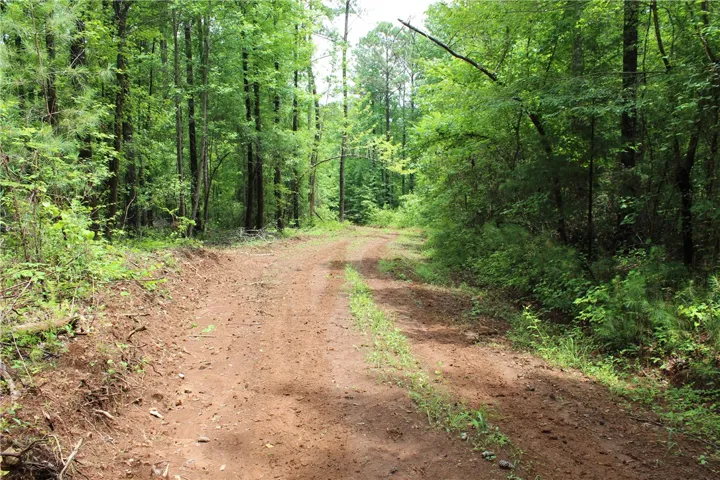 A verdant woodland envelops a rustic, unpaved track, offering a secluded and natural setting.
