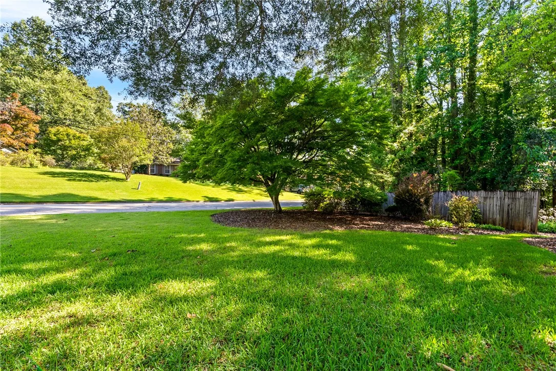 Japanese Maple in the front yard
