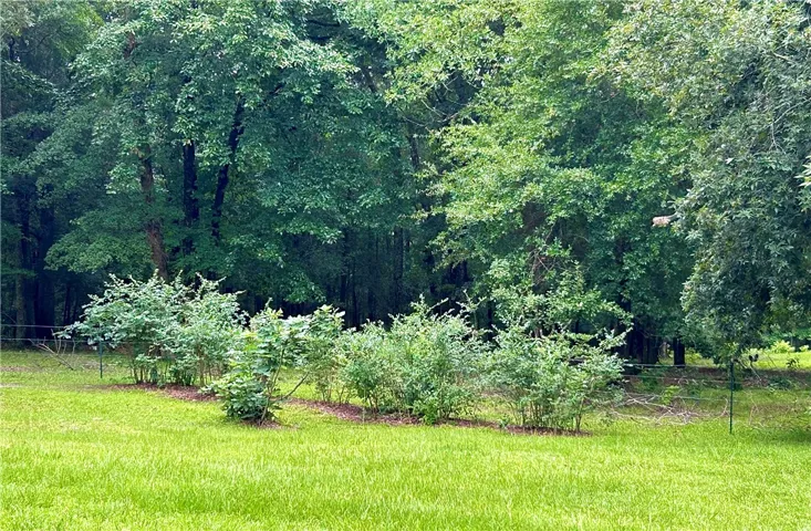 Blueberry bushes