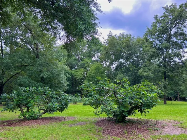 Fig trees