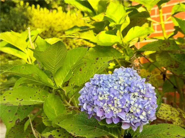 Vibrant hydrangeas bloom against a classic brick backdrop, enhancing the curb appeal.