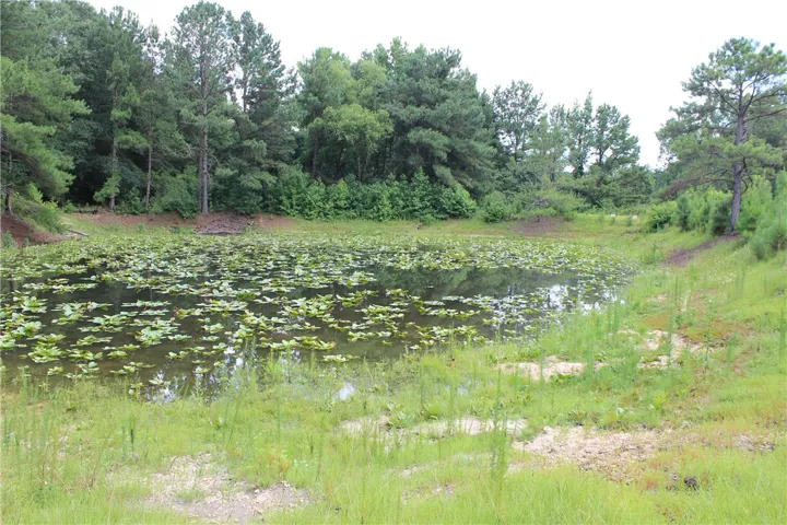 A tranquil pond adorned with water lilies, framed by a natural tree line.