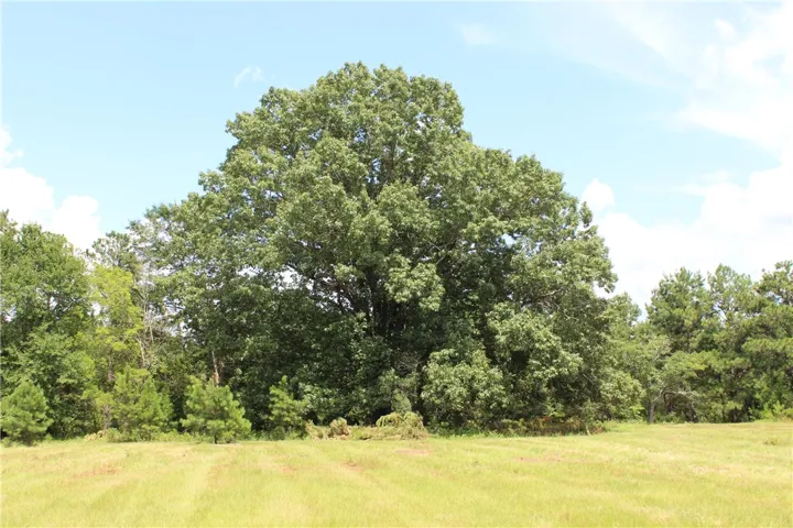 Mature trees define the borders of this natural, verdant lot.