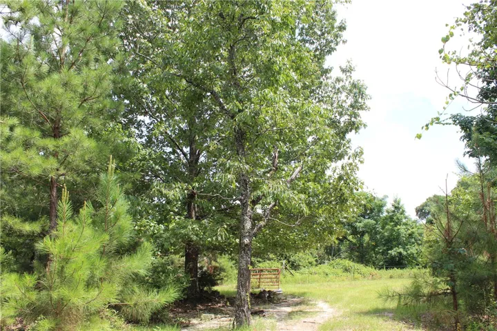 A tranquil, undeveloped lot awaits, framed by mature trees and verdant foliage, offering endless possibilities.