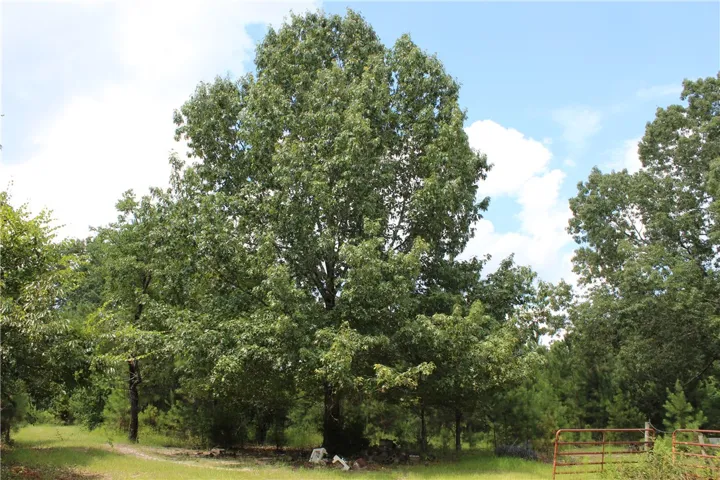 A verdant canopy of mature trees creates a peaceful, natural setting.