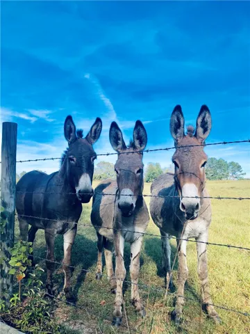 Three curious donkeys greet you from beyond a barbed wire fence in this pastoral setting.