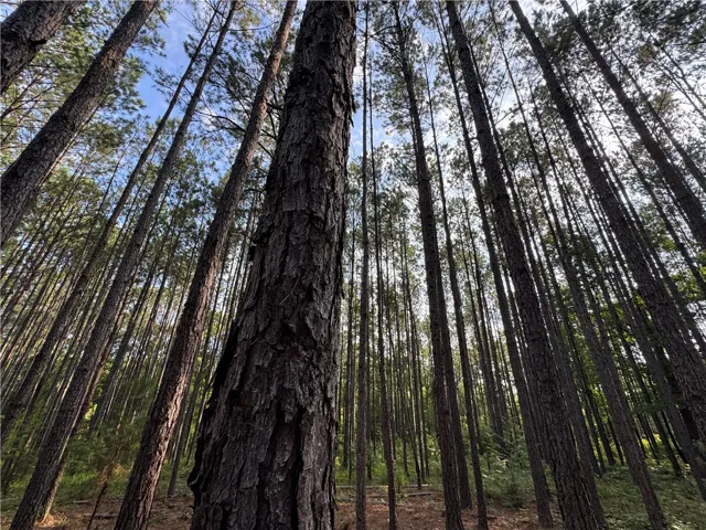 3850 County Road 70 N/a, Camp Hill, Alabama 36850