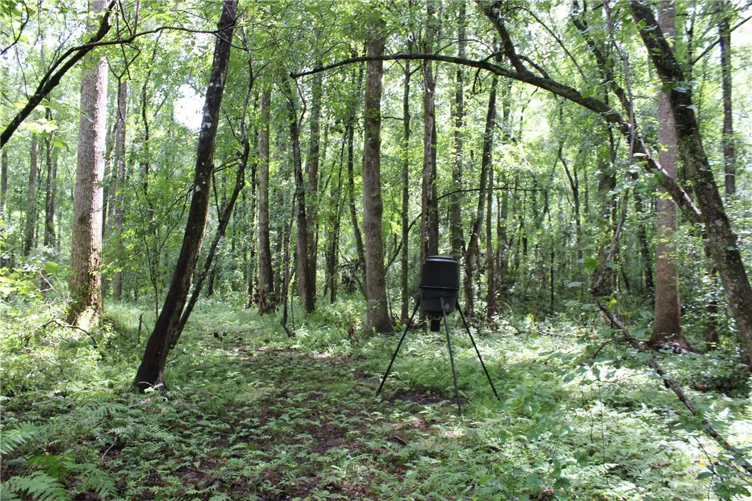 A tranquil, tree-lined path meanders through a sun-dappled forest, offering a serene natural escape.