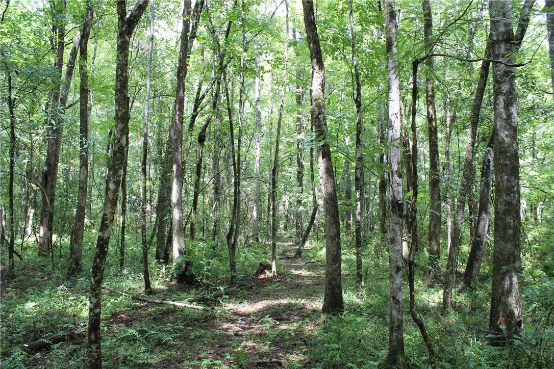 A tranquil wooded lot offers a private, natural setting with mature trees and lush undergrowth.