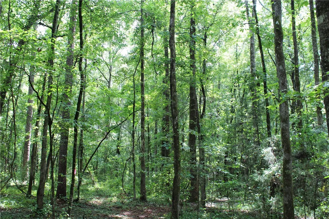Embrace nature with this verdant, treed lot offering serene seclusion.