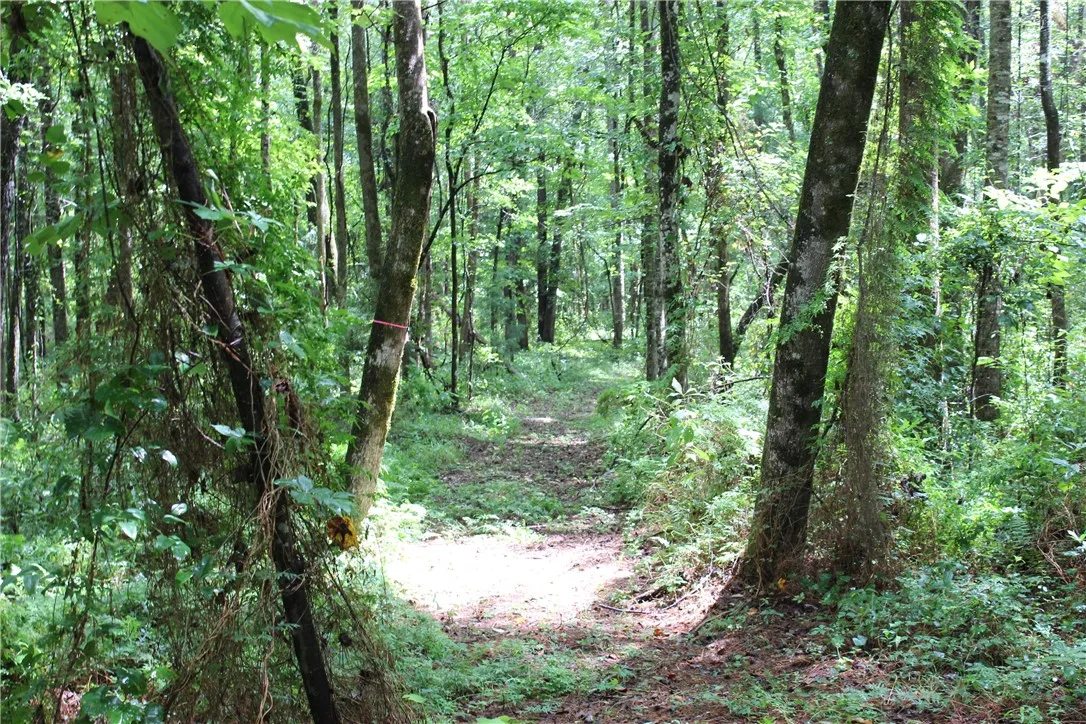 A tranquil pathway meanders through a dense, verdant woodland, inviting serene exploration.