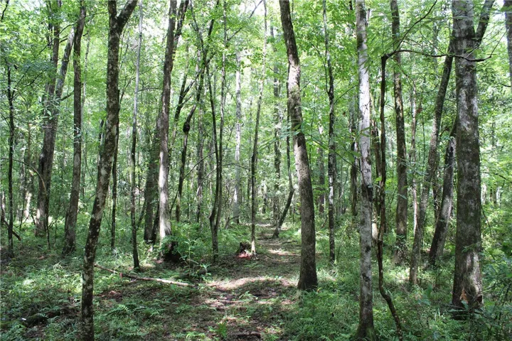 A tranquil wooded lot offers a private, natural setting with mature trees and lush undergrowth.