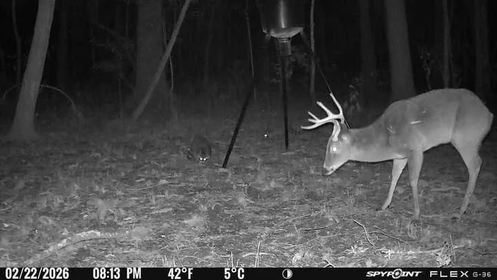An enchanting nighttime woodland setting offers a glimpse of local wildlife.