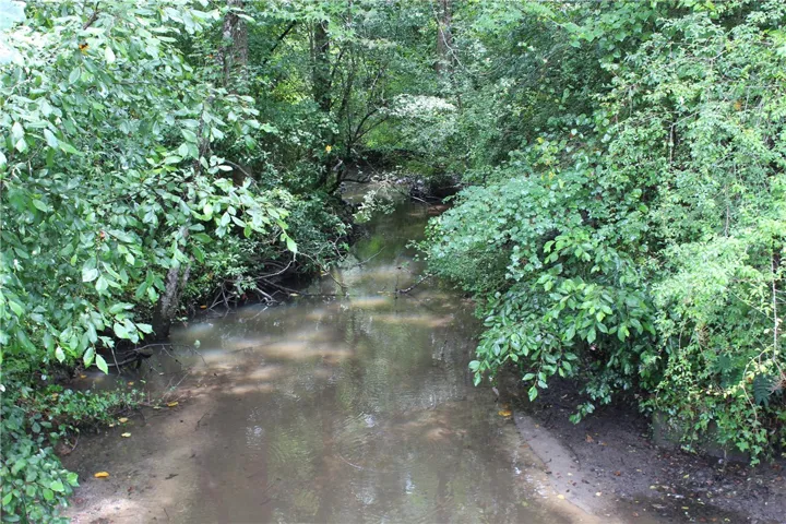 Discover a tranquil stream meandering through verdant, natural woodlands.