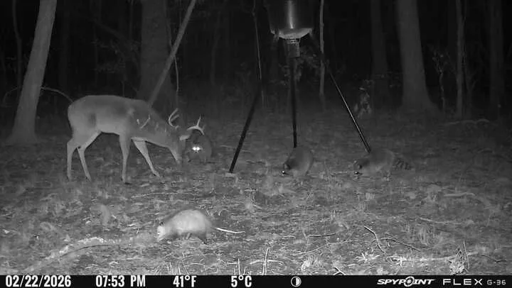 A dense, wooded lot offers a natural habitat for local wildlife, providing a serene escape.