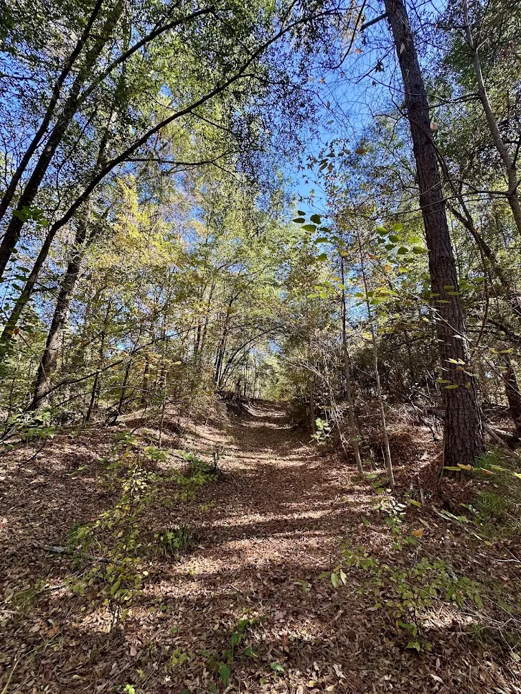A natural pathway winds through a densely wooded lot, offering serene, undeveloped acreage.