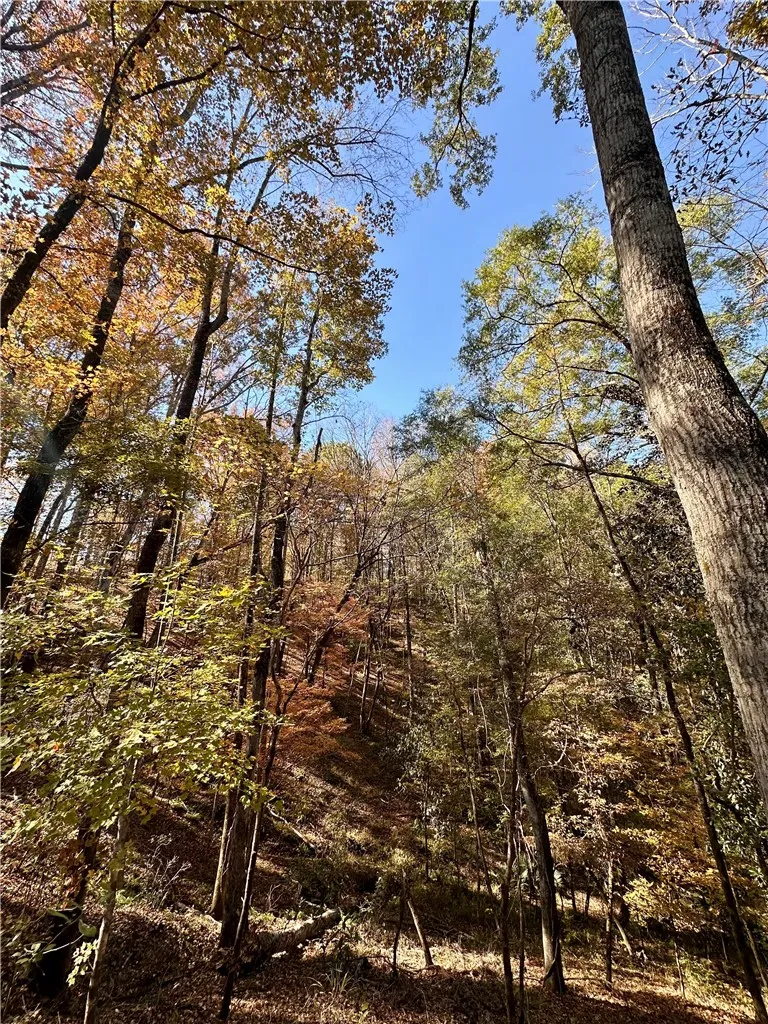 Discover a tranquil, wooded haven with sun-dappled foliage perfect for a serene retreat.