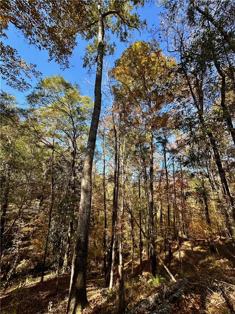 Wooded acreage with mature trees and a blanket of fallen leaves, ideal for a private estate.
