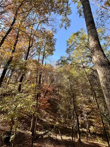 Discover a tranquil, wooded haven with sun-dappled foliage perfect for a serene retreat.