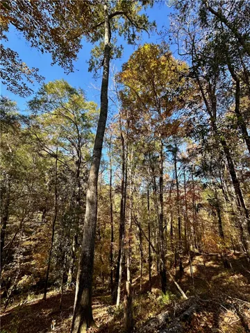 Wooded acreage with mature trees and a blanket of fallen leaves, ideal for a private estate.