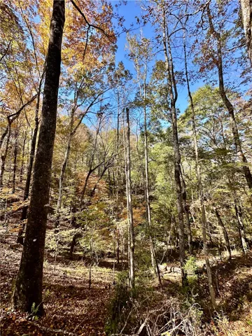 A tranquil woodland scene with autumn foliage showcases abundant natural beauty and privacy.